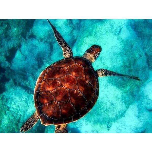 DIY Paint by Number kit for Adults on Canvas-*FREE* Sea Turtle-Home