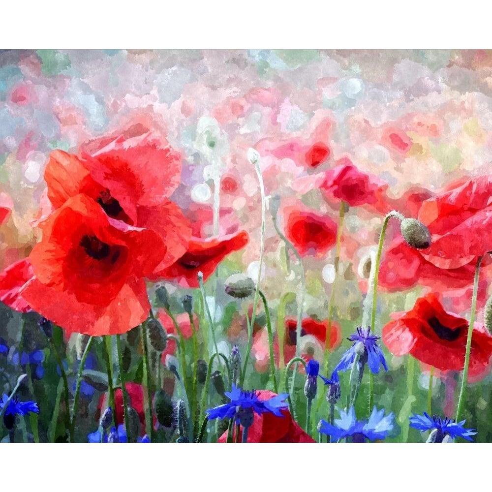 DIY Paint by Number kit for Adults on Canvas-Red Poppies and Blue Cornflowers-
